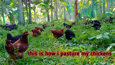 chicken crop in tagalog|Translate chicken crop in Tagalog with examples .
